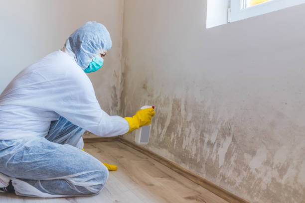 Licensed Mold Inspection And Testing service in Mebane, NC - Mold Remediation HQ